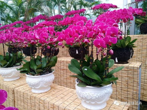 年宵花特惠 精品花卉買一贈百合