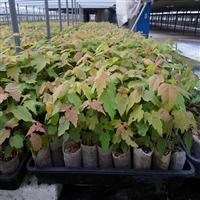 無紡織育苗袋與營養育苗袋的生產技術及機械設備概述